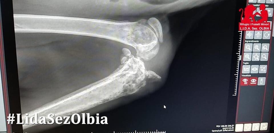 LidaSezOlbia's tweet photo. #Micio #Thomas è stato portato in clinica per una visita specialistica. Il #referto è un po’ complicato da comprendere per noi profani, ma non dice niente di buono.
Chiediamo ancora una volta il vostro sostegno per poter affrontare tutti gli esami e le cure di cui avrà bisogno ⤵️ https://t.co/tEGEmZ7qu9