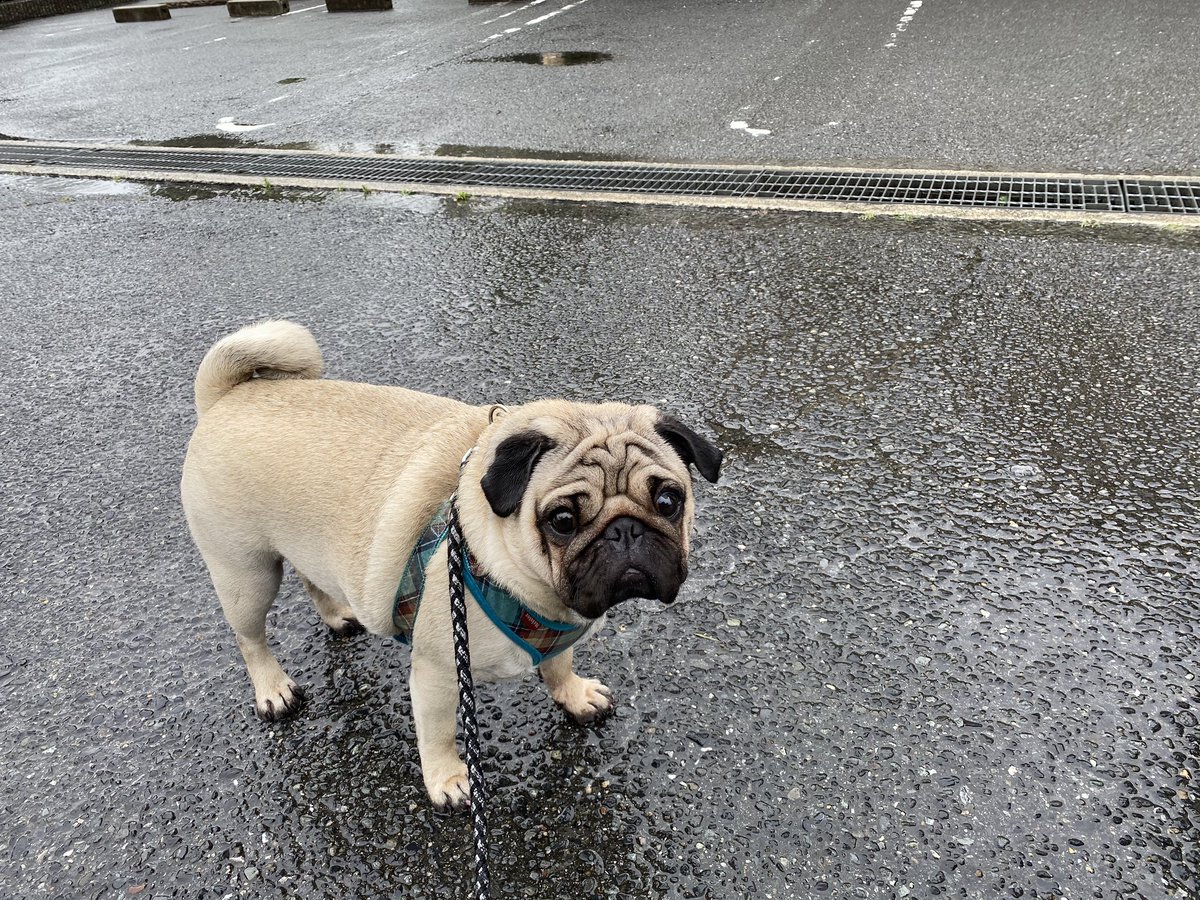 ご実家のパグ犬 ぱくぞう Pugjikka Twitter