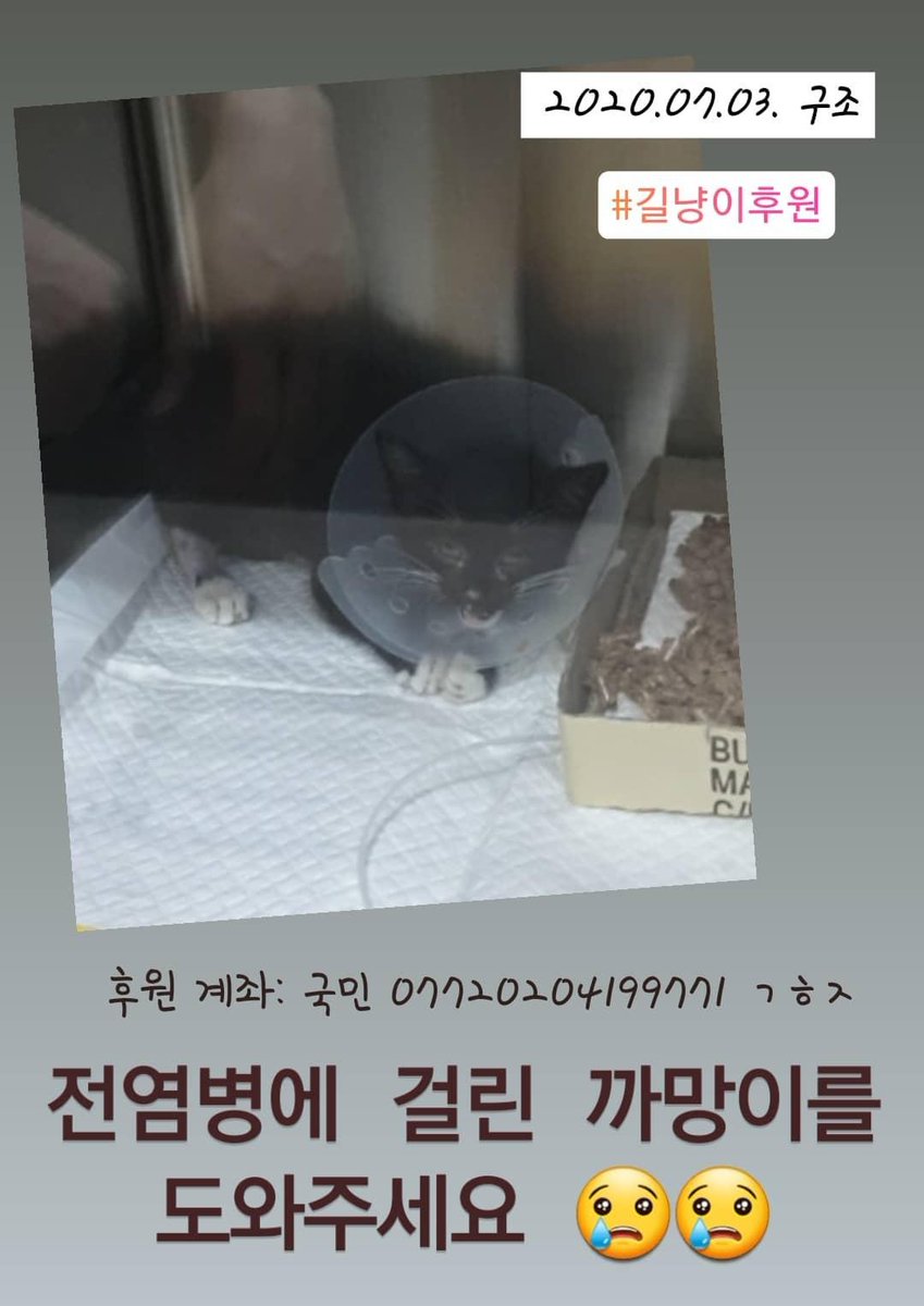 _Camem_'s tweet photo. #길고양이후원 #길고양이구조 #길냥이 #길냥이구조 #길냥이후원 #고양이후원 #고양이구조 #rt #RT #도와주세요 #후원 #고양이 #길고양이 

메인트 알티해주시면 정말 감사하겠습니다ㅜㅜ
이미 다른 길냥이들로 돈을 많이 쓴 상태라 학생인 제가 감당하기 큰 금액이고 완치까지 치료를 계속 해야합니다 https://t.co/5H5AR6YbZ6