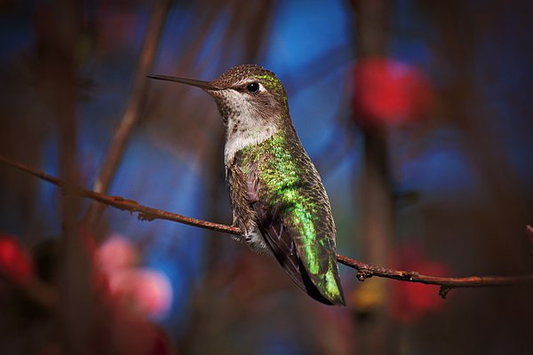 melanielankford's tweet photo. New artwork for sale! - "Hummingbird on Branch" - https://t.co/dOWGiVwtOP @fineartamerica https://t.co/gO1KlK51TB