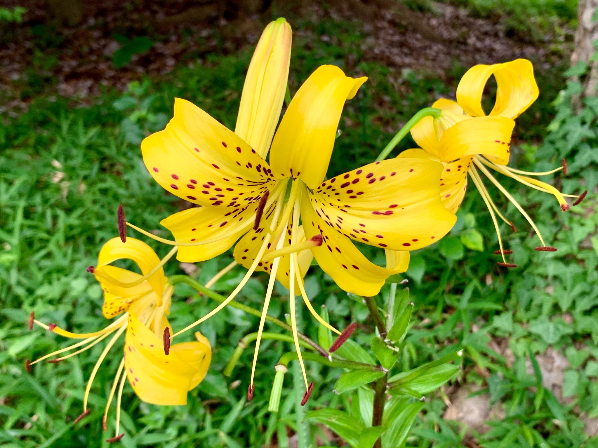 Cloudsailor 星羅の一日一花 オウゴンオニユリ 黄金鬼百合 オニユリ の変種 花弁は強く反り返り黄地に赤の斑点 葉の付け根にムカゴを作る ユリ科ユリ属 長崎県対馬にのみ自生 Golden Tiger Lily Lilium Lancifolium Var Flaviflorum Flowers
