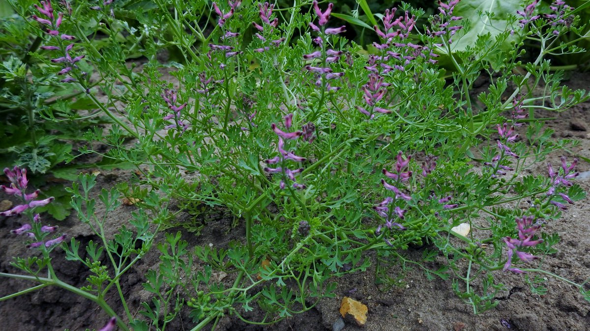 numenini's tweet photo. A selection of #arableplants #arableweeds on sugar beet headlands at #Larling: Common Fumitory (Fumaria officinalis), Treacle Mustard (Erysimum cheiranthoides) &amp; the non-native Green Nightshade (Solanum physalifolium).

#Wildflowerhour #Breckland #Norfolk @Britnatureguide 

2/2 https://t.co/6G9JlaVyBV