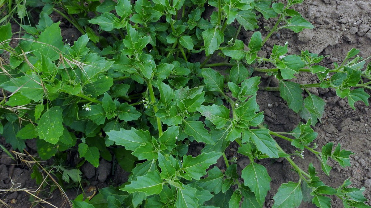 numenini's tweet photo. A selection of #arableplants #arableweeds on sugar beet headlands at #Larling: Common Fumitory (Fumaria officinalis), Treacle Mustard (Erysimum cheiranthoides) &amp; the non-native Green Nightshade (Solanum physalifolium).

#Wildflowerhour #Breckland #Norfolk @Britnatureguide 

2/2 https://t.co/6G9JlaVyBV