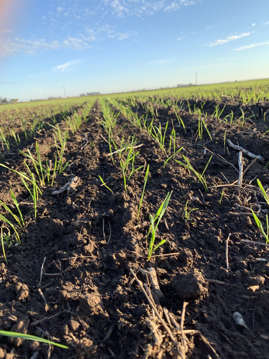 elchamaco_1's tweet photo. Paricion de vaquillonas y trΓos sembrados. #Ganaderia #AngusNegro #AngusColorado #ToroUltimateAbs #Agricultura #TrigoAca915 #TrigoDmΓamdubay #CampoArgentino https://t.co/19w966OOft