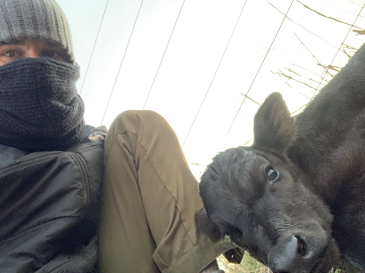 elchamaco_1's tweet photo. Paricion de vaquillonas y trΓos sembrados. #Ganaderia #AngusNegro #AngusColorado #ToroUltimateAbs #Agricultura #TrigoAca915 #TrigoDmΓamdubay #CampoArgentino https://t.co/19w966OOft