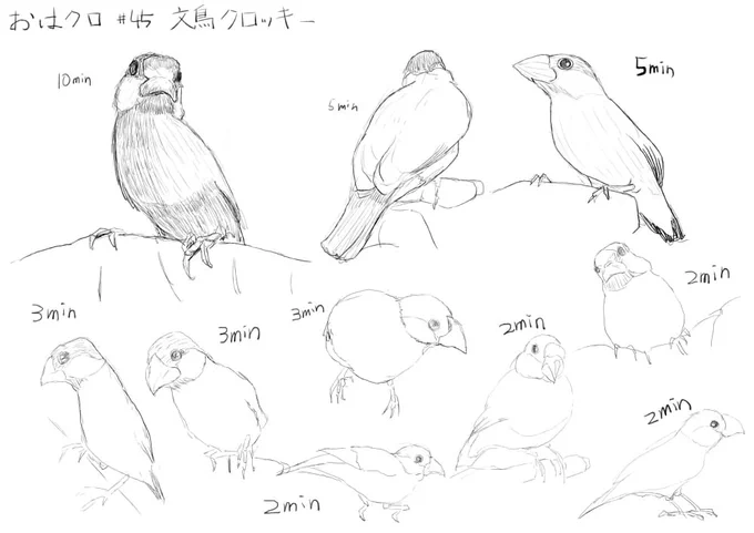 今週もコスプレクロッキー楽しむぞー!って気合い入れて描き始めたら、文鳥だった。。。途中まで文鳥のコスプレなんかな?って思ってたけど、やっぱりただの文鳥だった。。。しかもめっちゃ難しい。。。 #おはクロ #45 