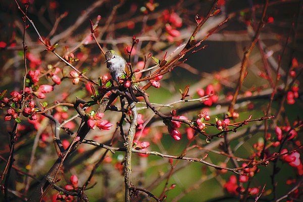 melanielankford's tweet photo. New artwork for sale! - "Hummingbird in Blossoms" - https://t.co/VMoc3jxLEf @fineartamerica https://t.co/5Etg7kxH0q