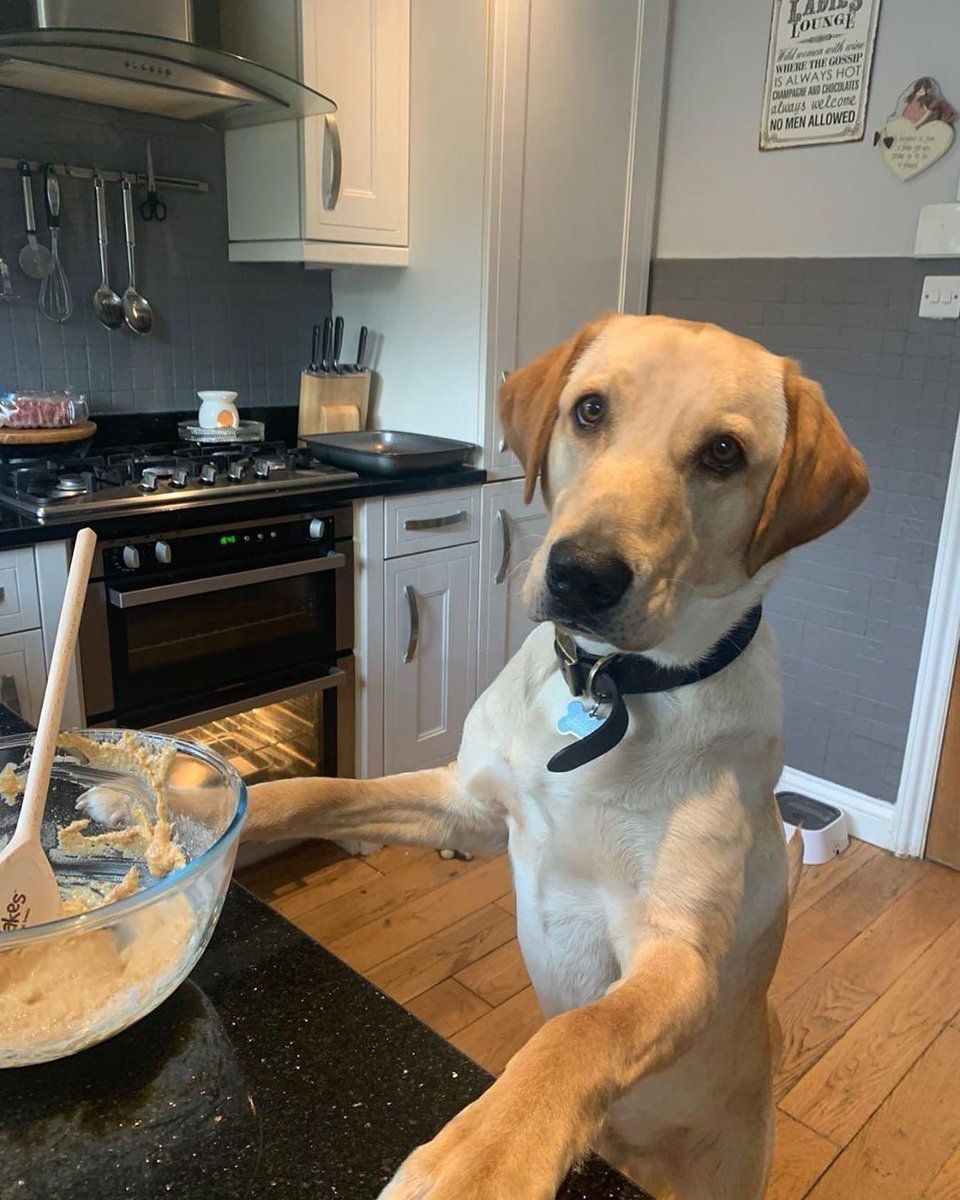 Yep, I’m all good chef, I’m just making some yummy, homemade treats 😋 #DogsInTheKitchen #PawBakes