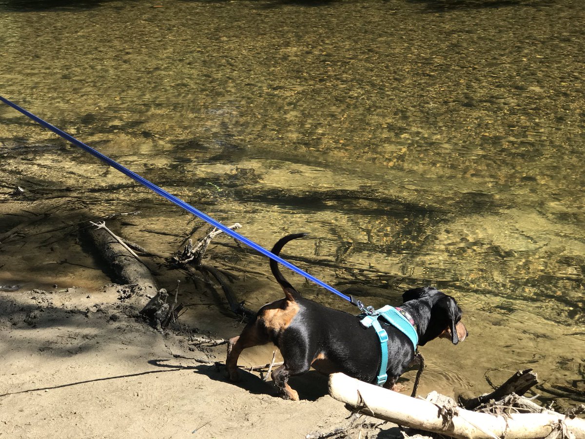 CharlieTheMini's tweet photo. Went for a walk today near the river. https://t.co/TRVp6NqZc6