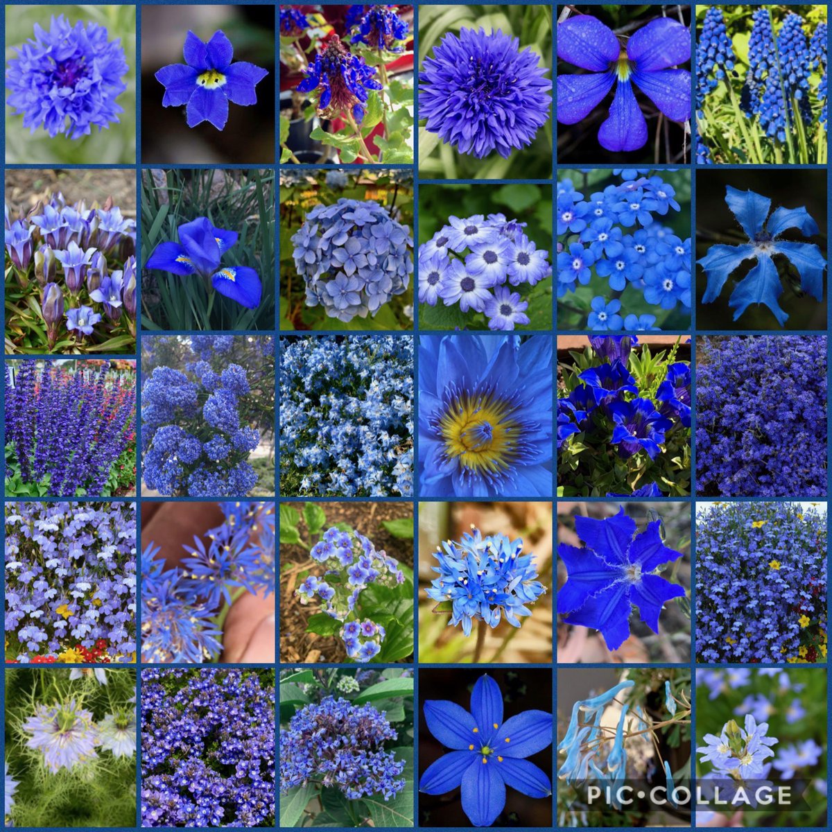 What's your favorite #BlueFlower? 
Did you know that blue is one of the rarest flower colors? Only about 10% of flowering plants occur in true blue. 
Thanks to @GregBourke3 for some of the photos! 
#GardenersWorld #gardening #blueflowers