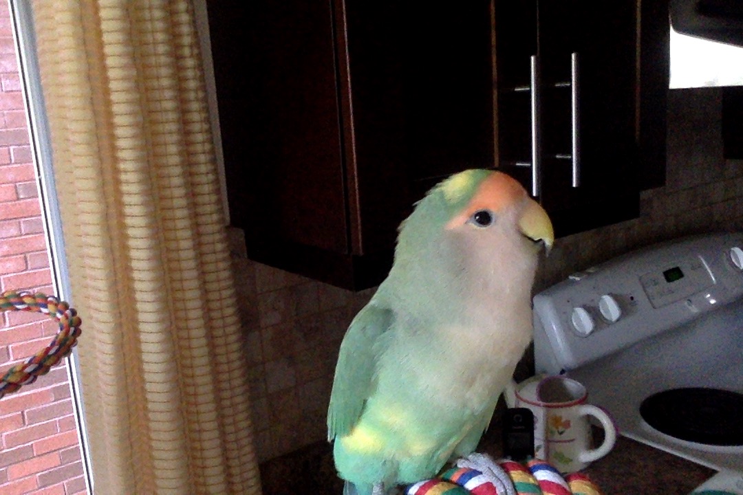 Mito82440930's tweet photo. #閑不徹 #SleepyBird #おやすみ #BedtimeBird https://t.co/iWA7PJGEHT