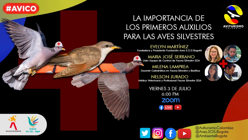 Hablemos sobre la importancia de los primeros auxilios para aves silvestres

youtu.be/hgfby3SBDBA