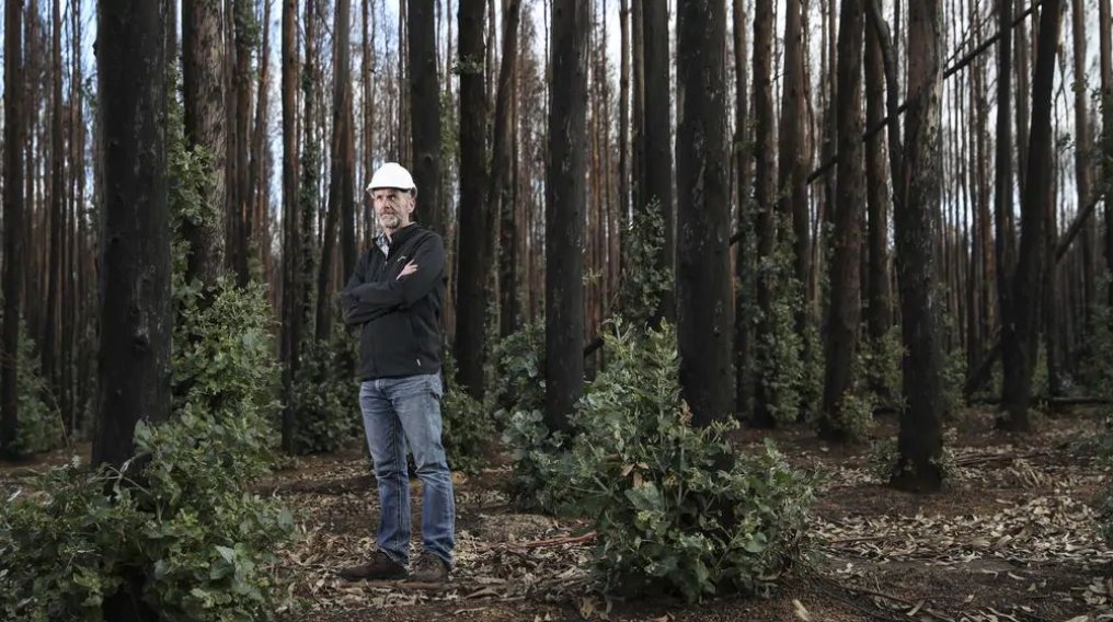 saweekendmag's tweet photo. Forests are a divisive topic on #kangarooisland. @paulashenden
takes a look at how #KIPT plans to rebound from the #KIfires, and what the locals think about the #timber industry.
https://t.co/NClnGkpOX0 https://t.co/Wwm7uuNHxq