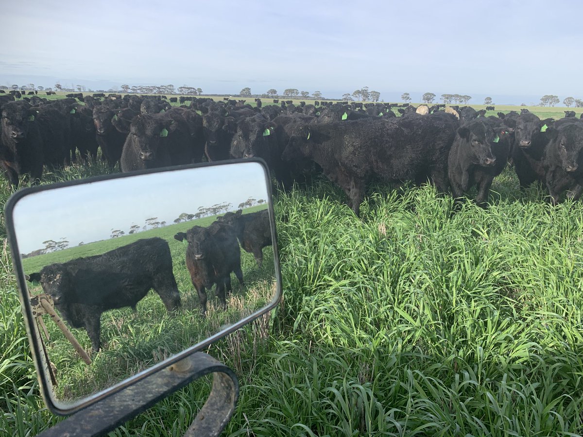Ryegrass/barley doing a good job on the steers.