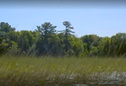Cottagersindian's tweet photo. Did You Know that there are no laws over the planting of wild rice on federal waterways? This has led to conflict between Native planters &amp; cottagers on Pigeon Lake. #CottagersAndIndians doc to air July 4th on #CBC #CBCDocs @TheDHTaylor 
Watch a Trailer: 
https://t.co/Mgxgim8CGO https://t.co/Vp6IJVzxlP