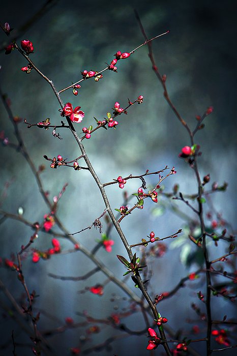 melanielankford's tweet photo. New artwork for sale! - "Red Flowers in the Fog" - https://t.co/Y41Y7q37h6 @fineartamerica https://t.co/PwOka0G6gV