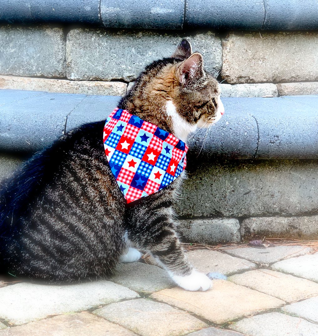 makers_social's tweet photo. Pet bandanas are our specialty! 🐱 https://t.co/IY2Xv9zI3J