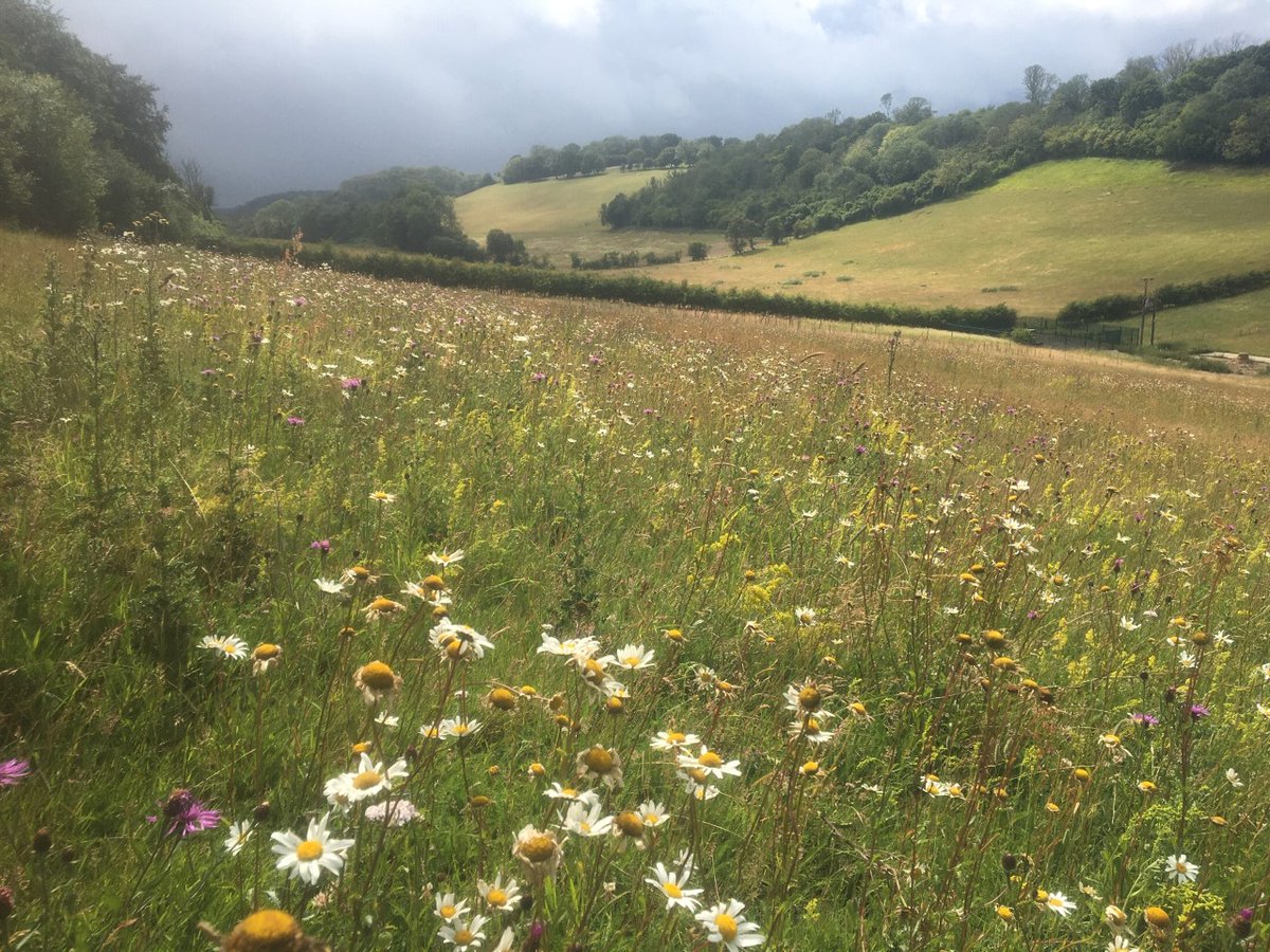 kentdowns6's tweet photo. On national meadows day: Creating a new generation of 🌼 rich grasslands@landscapescale from arable/sp.poor grasslands has been our No1 focus for 25 yrs.Long term 1-1 working with farms to build year by year #naturerecoverynetworks. A win-win for 🦋🌼🐜🐦,soil health,C capture... https://t.co/WWIH399iPP