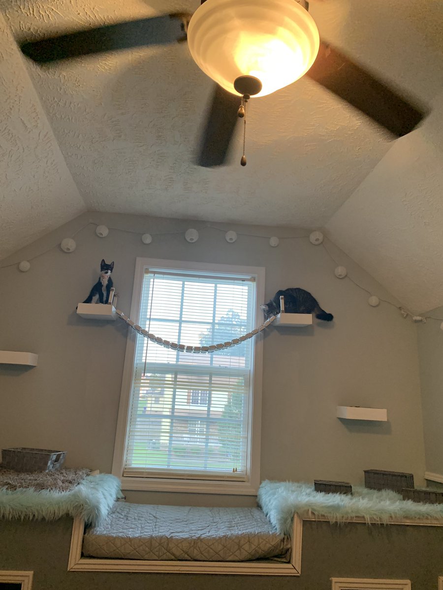 iMDRW's tweet photo. I’m finally done with #SecretThing2...a play/climbing area that includes a bridge across the window for Kennedi’s 2 kittens on the wall above the dog condo/window seat that was the original #SecretThing https://t.co/pcvzck5wGs