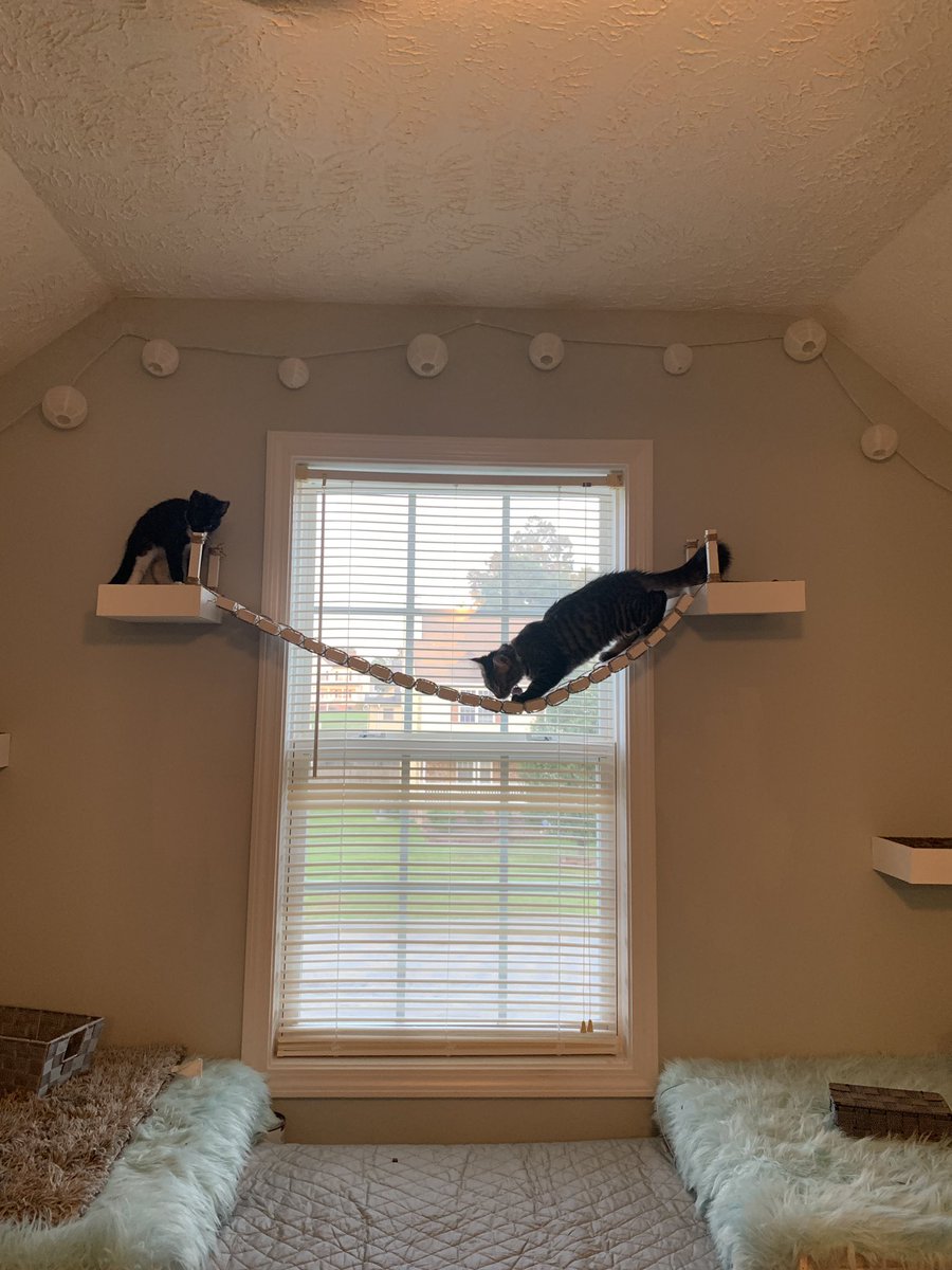 iMDRW's tweet photo. I’m finally done with #SecretThing2...a play/climbing area that includes a bridge across the window for Kennedi’s 2 kittens on the wall above the dog condo/window seat that was the original #SecretThing https://t.co/pcvzck5wGs