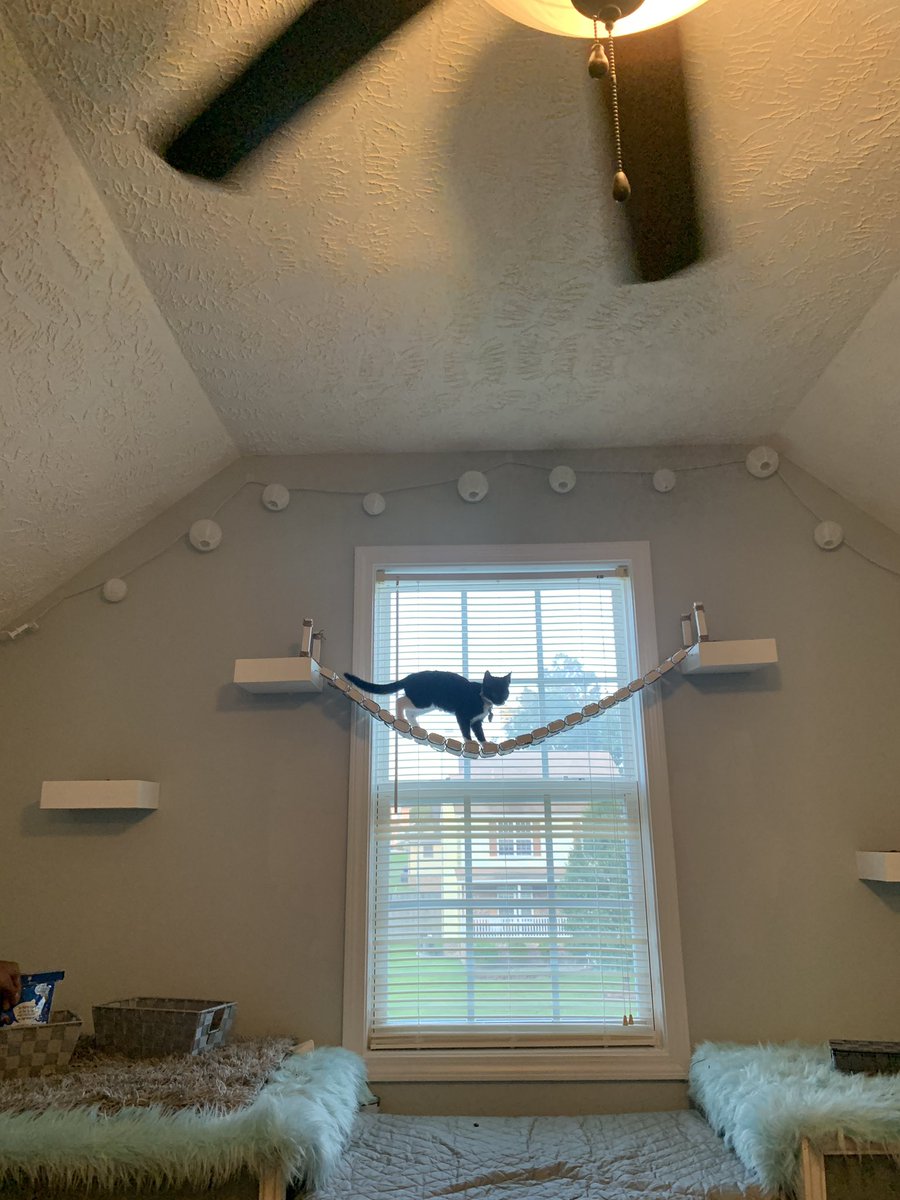 iMDRW's tweet photo. I’m finally done with #SecretThing2...a play/climbing area that includes a bridge across the window for Kennedi’s 2 kittens on the wall above the dog condo/window seat that was the original #SecretThing https://t.co/pcvzck5wGs