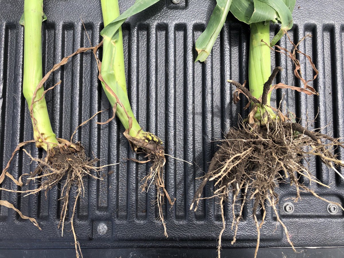 No rootworm traits on the left two plants - SmartStax on the Right.  Same spot in the field to the row.  <a href="/ChannelSeed/">Channel Seed</a> <a href="/BayerTraits/">Bayer Traits & Systems</a>