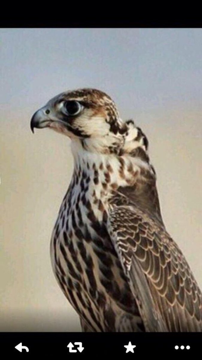 بـنـدر بـن خـالـد tweet media