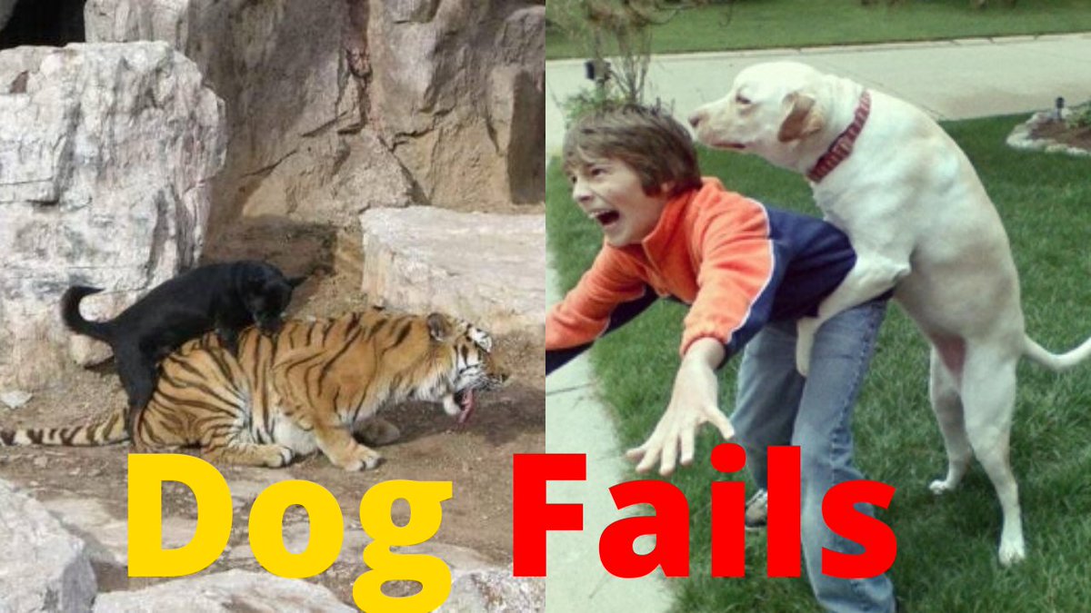 SeeMyVideo's tweet photo. Dog Fails, #FunnyDog Fails Try Not To Laugh, Top 100 Dumbest Dog Fails Ever
https://t.co/yn79LZ7cI4 https://t.co/BjZfIjxDBB