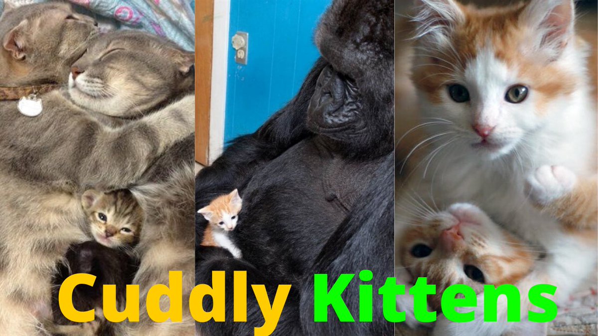 SeeMyVideo's tweet photo. Cuddly Kitten, Cute Cuddly #Kittens You Just See and Wants To Cuddles
https://t.co/yn79LZ7cI4 https://t.co/n8jmMKvizd