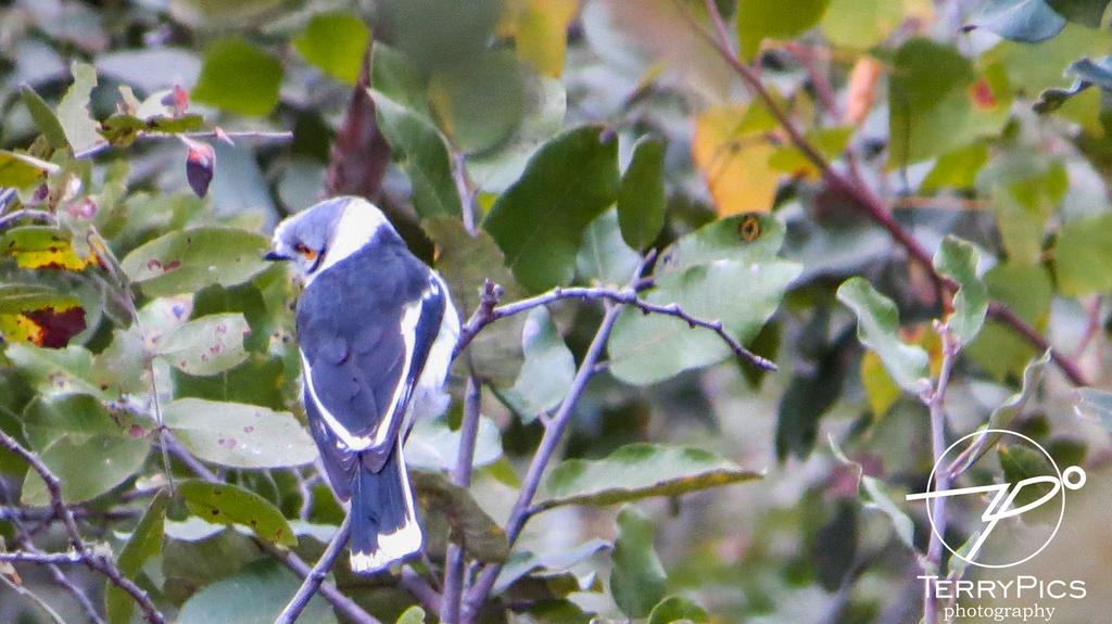 TPics26's tweet photo. If your know you know
 name of this bird in ndebele clue best football team in zim
....#birdlifezim  #highlander #birdphotography #birdwatching  @m_chirpers https://t.co/lgmrRjR6lh