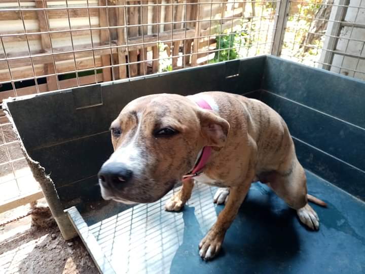 BeatrizAndrino's tweet photo. 🌹Rosa cachorra tamaño mediano 6meses Rosa mestiza muy buena obediente cariñosa cn humanos perros esté en la #Perrera SIRCAN en Olesa d Bonesvalls #Barcelona lo está pasando muy mal 🙏 ayudarme a difundirla, a ver si entre todos encontramos un ,#hogar
☎️ o Wsp 646 958 099 https://t.co/AbkottyOFv