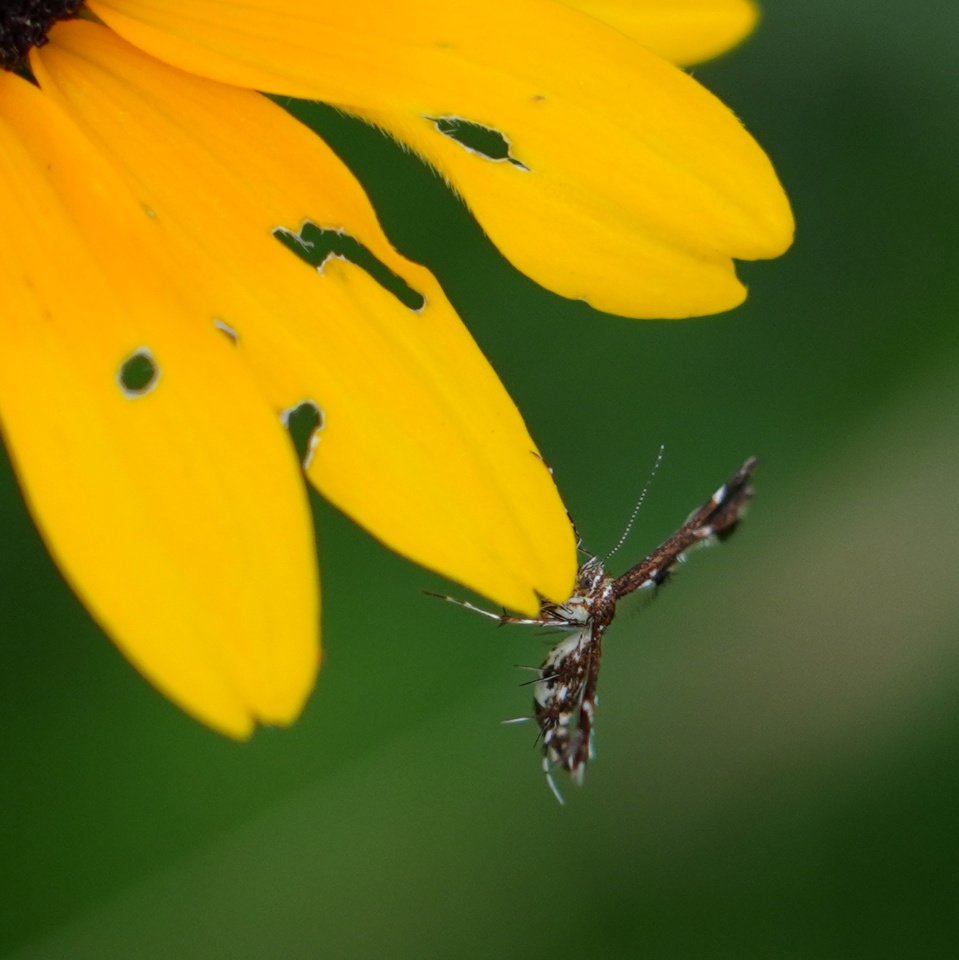 mkgray's tweet photo. I got a new camera. It has an overwhelming number of pixels (61MP!), such that extremely fractional crops still yields what I think of as "full-sized"  photos. Works especially well for one of my favorite kinds of photos: bugs-on-flowers. #SonyAlpha #a7riv https://t.co/Nhn24AEPU6
