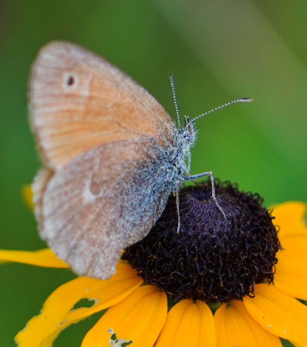 mkgray's tweet photo. I got a new camera. It has an overwhelming number of pixels (61MP!), such that extremely fractional crops still yields what I think of as "full-sized"  photos. Works especially well for one of my favorite kinds of photos: bugs-on-flowers. #SonyAlpha #a7riv https://t.co/Nhn24AEPU6