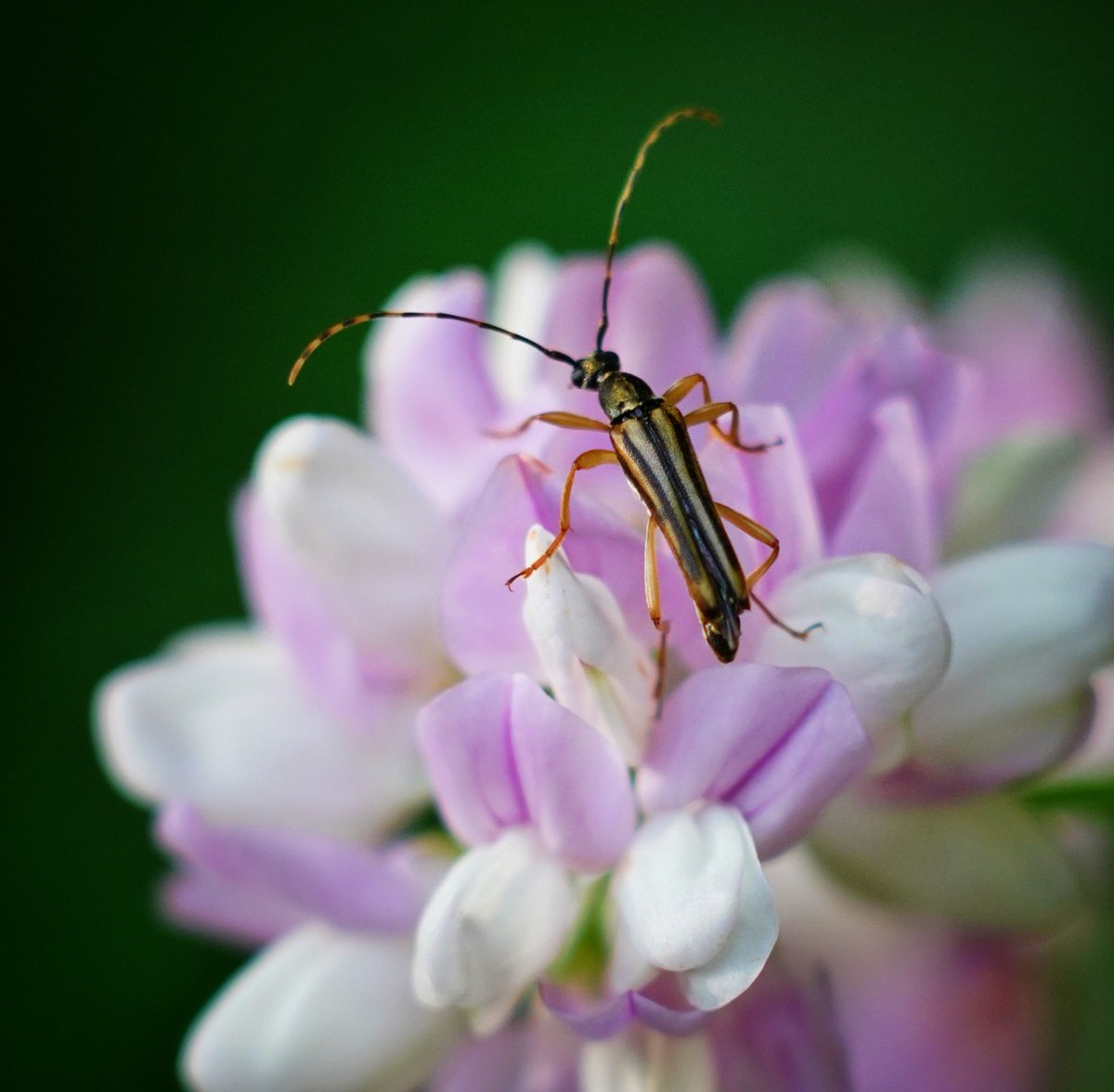 mkgray's tweet photo. I got a new camera. It has an overwhelming number of pixels (61MP!), such that extremely fractional crops still yields what I think of as "full-sized"  photos. Works especially well for one of my favorite kinds of photos: bugs-on-flowers. #SonyAlpha #a7riv https://t.co/Nhn24AEPU6