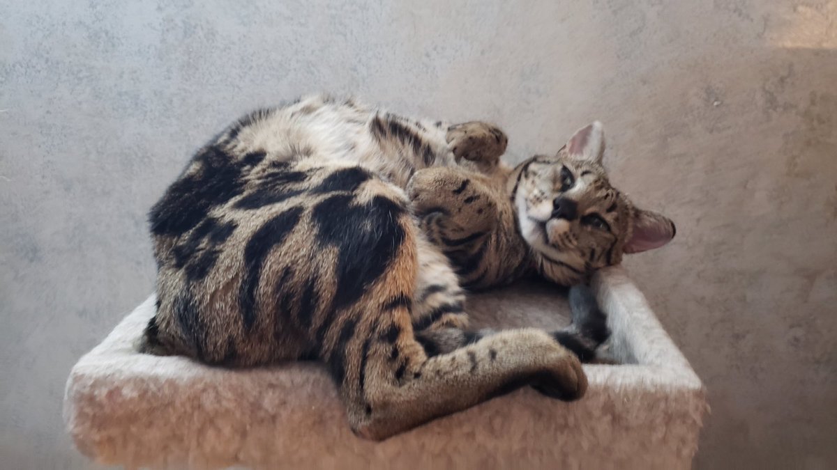 CooCoo4CocoCat's tweet photo. Who needs bones? #CatsOfTwitter #noodlebones https://t.co/9uExKdd0UB