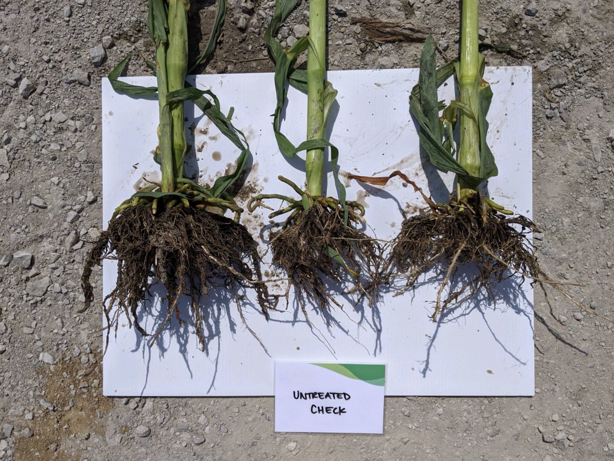 We’ve got several customers pairing #Terrasym with <a href="/pivotbio/">Pivot Bio</a>’s PROVEN and it’s looking like there’s some strength in numbers with ag biologicals, folks! Looking forward to seeing these come to yield this fall.