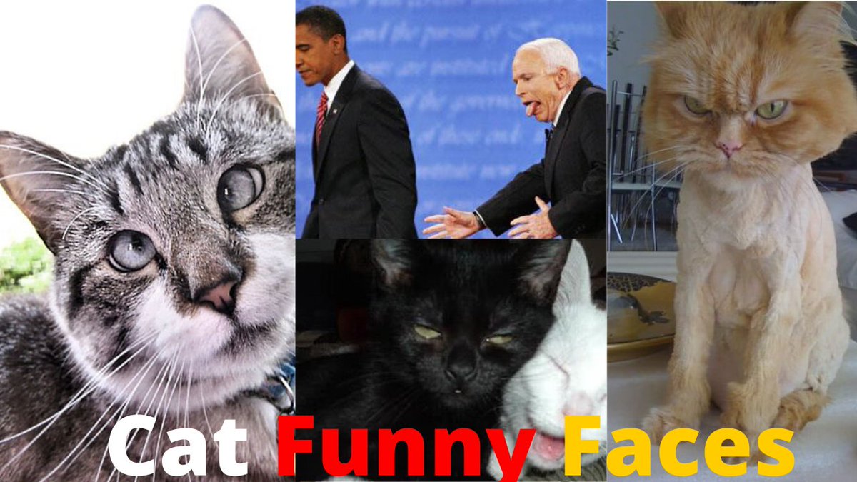 SeeMyVideo's tweet photo. #FunnyCat Faces Try Not To Laugh | Cat Funny Faces
https://t.co/yn79LZ7cI4 https://t.co/qhJo9J3fDg