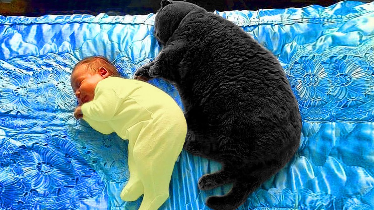 MeowMoeDotCom's tweet photo. Cute Cats Takes Care Of Babies - #Baby and ...
#Cats #Cat #Kittens #Kitten #Kitty #Pets #Pet #Meow #Moe #CuteCats #CuteCat #CuteKittens #CuteKitten #MeowMoe #Afv #Awesome #BabiesAndCats #BabiesVideo #BabyAndCats #BabyAndPets #BabyAwesome
https://t.co/lOh7bK4ENs https://t.co/jl6sGfyNAr