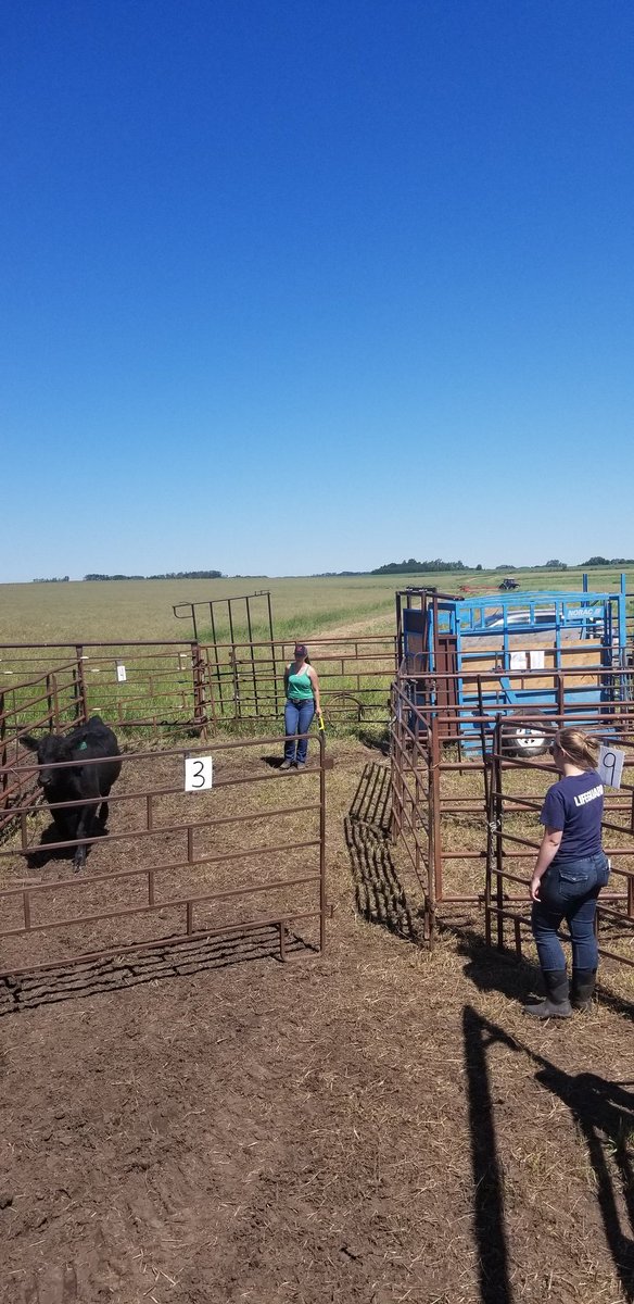 DrBart_Beef's tweet photo. Sorting steers on @meganwasden #ForageSystems research with @TessMills_ @brooklyn_newton @sim_cassidy Hanna Fish + Leah Pearce #AppliedBeefForageResearch #GHGemissions #Csequestration #Steergain @LFCE_usask @agbiousask @saskforage @SaskCattlemens @albertabeef @CLockLivestock https://t.co/t1PH15k64d