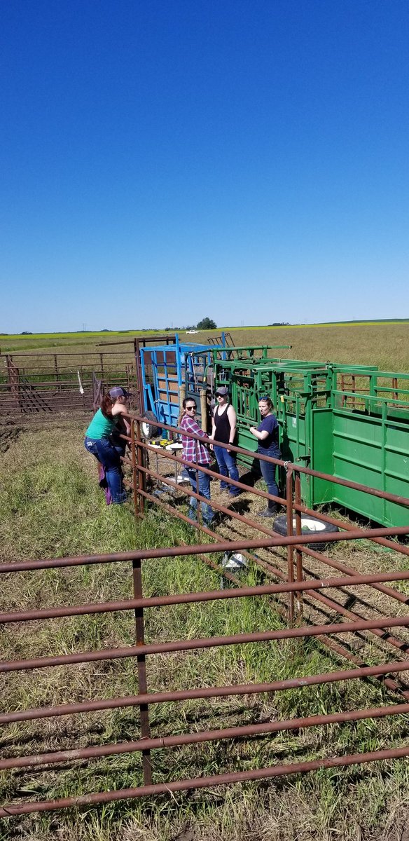 DrBart_Beef's tweet photo. Sorting steers on @meganwasden #ForageSystems research with @TessMills_ @brooklyn_newton @sim_cassidy Hanna Fish + Leah Pearce #AppliedBeefForageResearch #GHGemissions #Csequestration #Steergain @LFCE_usask @agbiousask @saskforage @SaskCattlemens @albertabeef @CLockLivestock https://t.co/t1PH15k64d