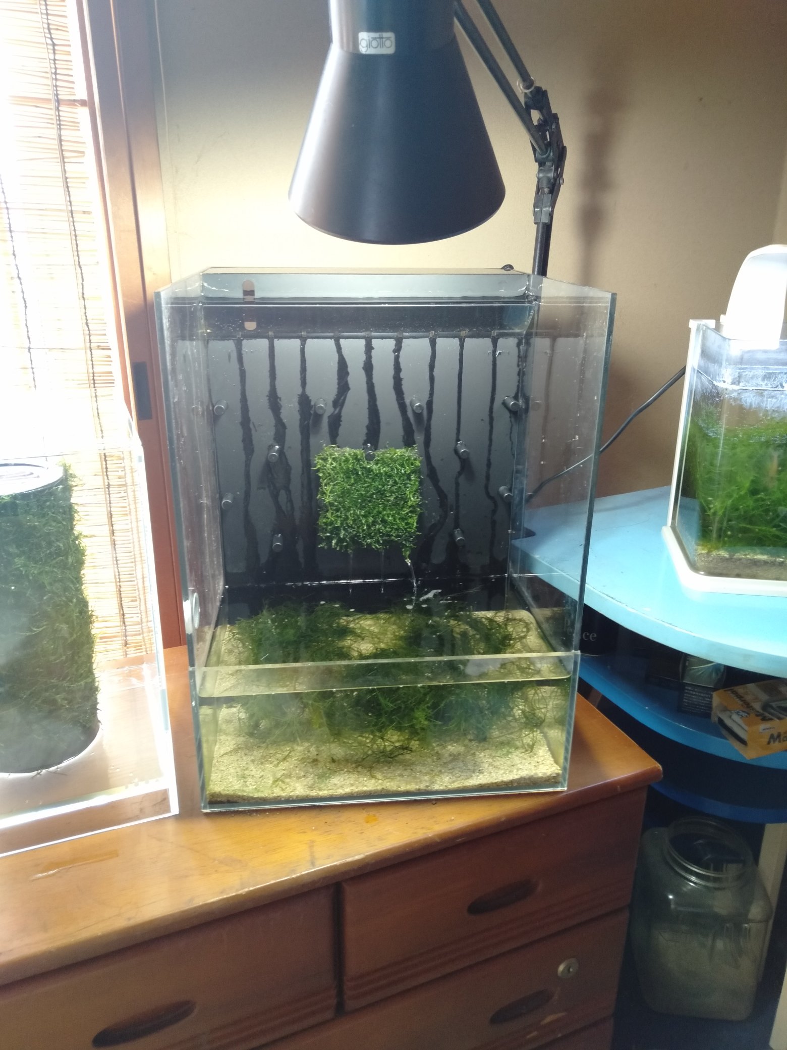 𝑹𝒚𝒐 システムテラは壁面に水が流れるようになってて そこに侘び草やらモスマットはめ込める様になってます わいのは モスマット自作して プチナナ着けて 侘び草1つセットしてやってます やっぱろ材いれないとカビ臭いコケ発生してくるので