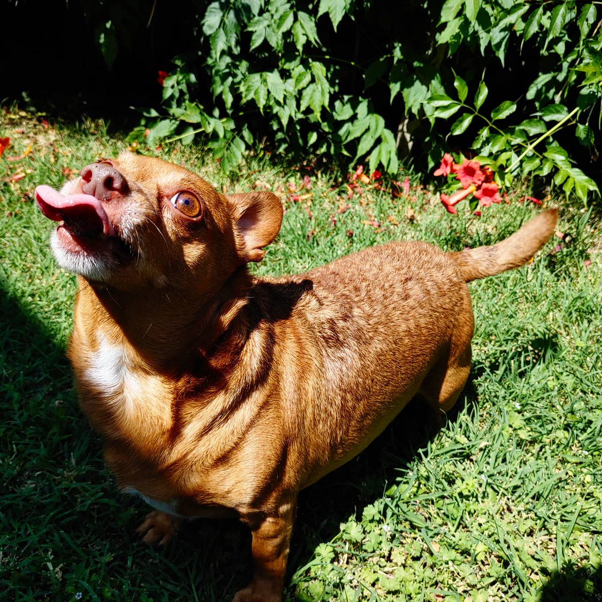 Gabb_Baxter's tweet photo. Beezer turns 7 today!❤️🐾 https://t.co/tVPqUbSFfl