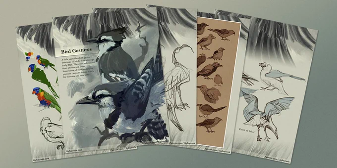 Just a little preview of the things I send out to Patreon supporters each month! :) This month I did a little digital sketchbook of bird gesture drawings. 