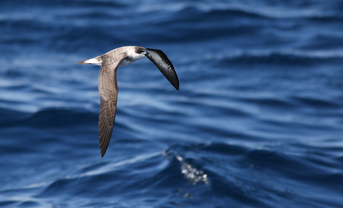 For #WorldSeabirdDay we'll share a photo of our signature species from the Gulf Stream offshore from Hatteras, NC USA - the Black-capped Petrel - Diablotin - Pterodroma hasitata - dark faced individual, photo by Kate Sutherland