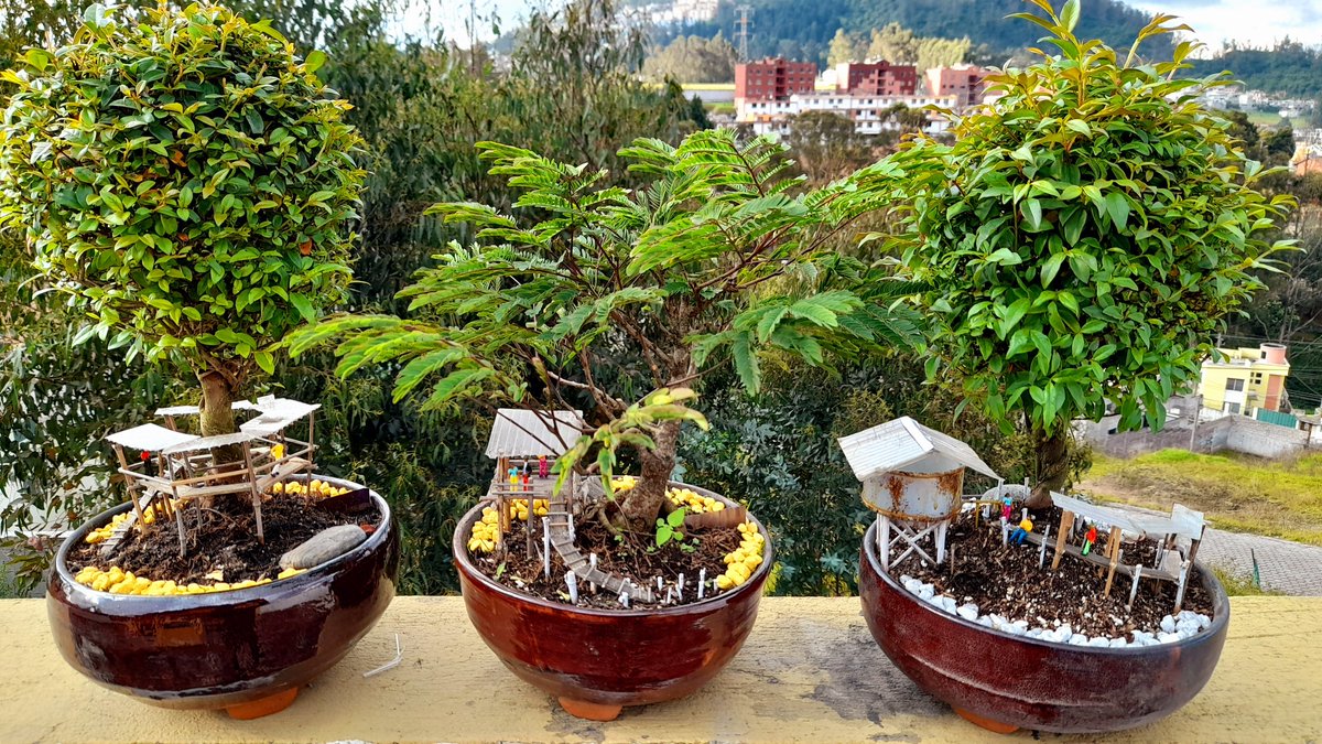 VictorEncalada8's tweet photo. #Bonsai #tree # https://t.co/W1EyE2aYX8