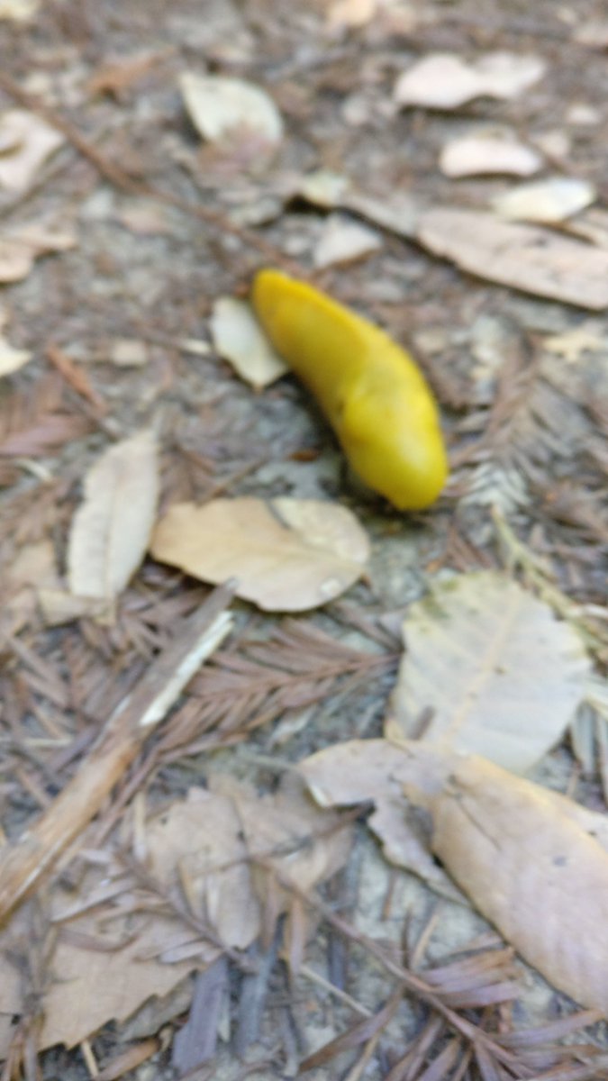 shamanthkumar18's tweet photo. #bananaslug https://t.co/wqzXJA9Vnz