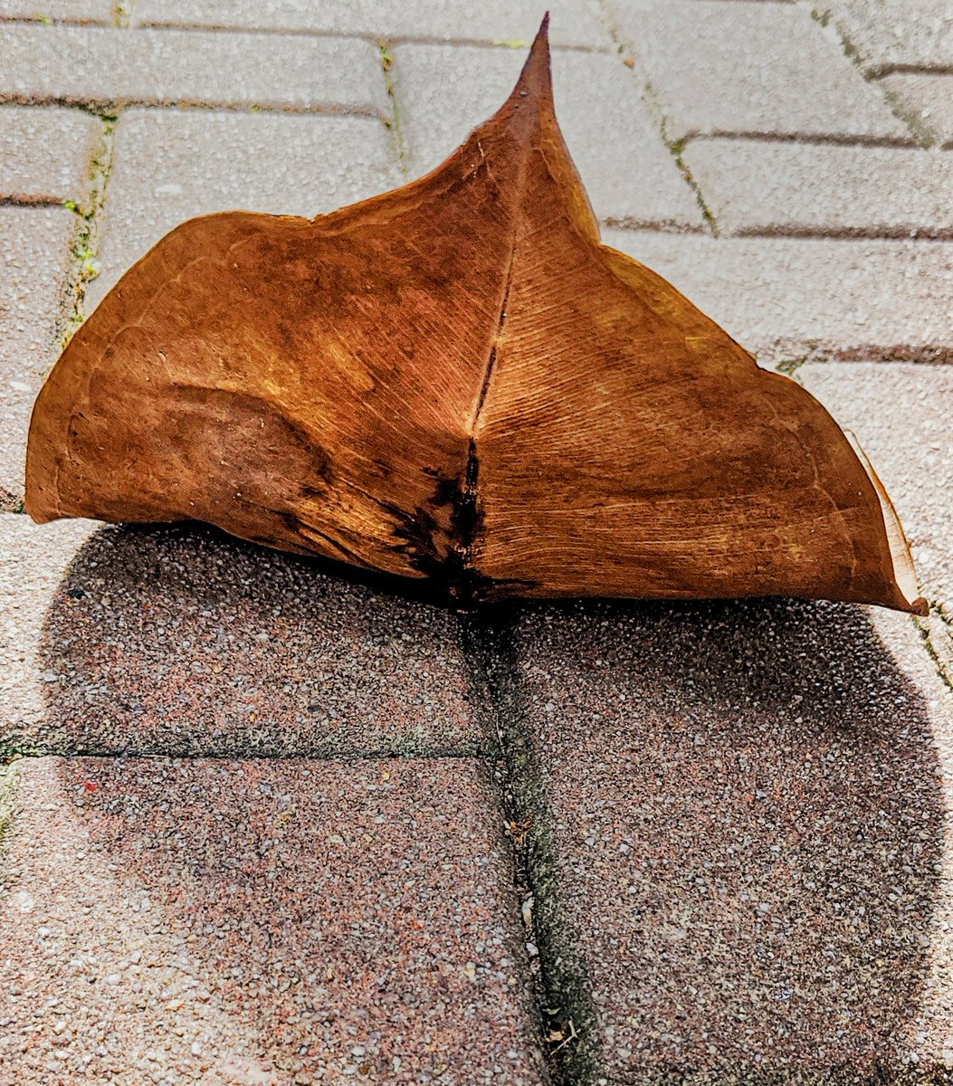 average_guy_007's tweet photo. Beautiful colours in this fallen leaf. 
#amateurphotography #mobilephotography #portaitmode #teampixel #Pixel4XL https://t.co/bu3wBEsvPV