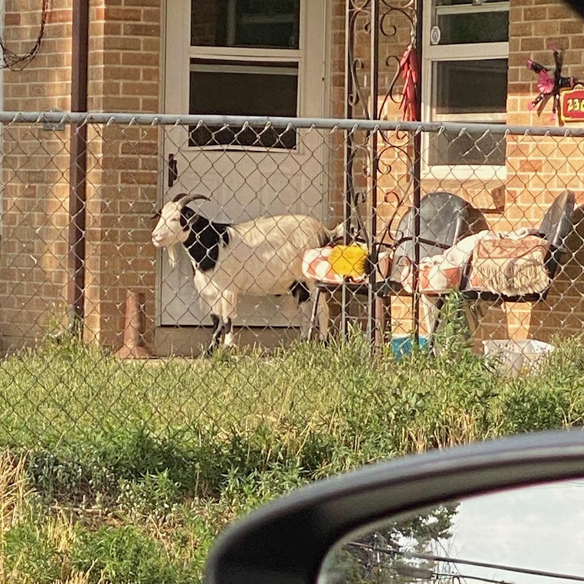 Us: Nothing can surprise at this point...
2020: Lawn Goat in Park Hill
🤣 🐐