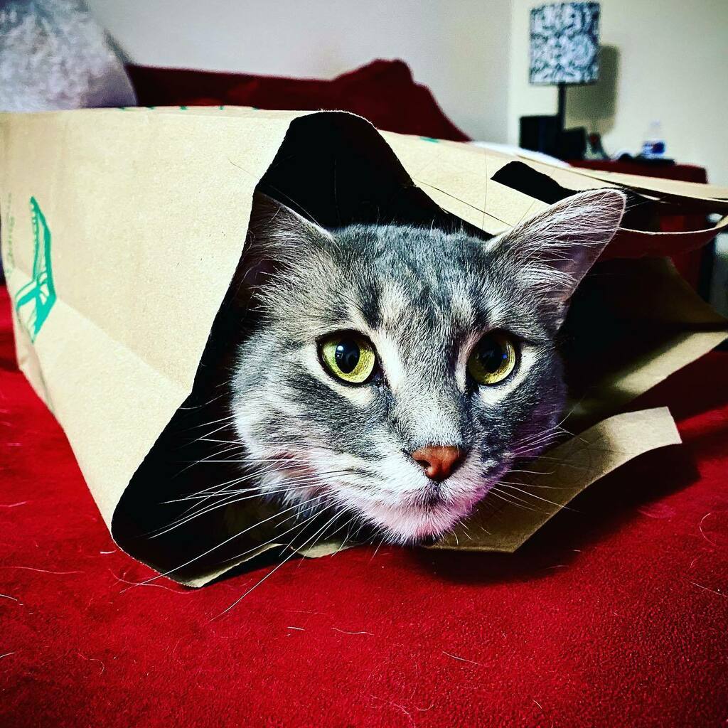 thesheritaylor's tweet photo. Just left @wholefoods and as I was unloading the groceries I found this special surprise hanging out inside the bag. Is this like the prize inside the cereal box? #ponyboy #rescuecatsofinstagram #adoptdontshop #guacamole #catoutofthebag #radiochic #midda… https://t.co/BKIX9PK4rt https://t.co/aVvJRFfHbH
