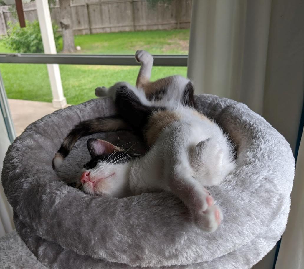 Do U Love Cat ? (@doulovecat) on Twitter photo 